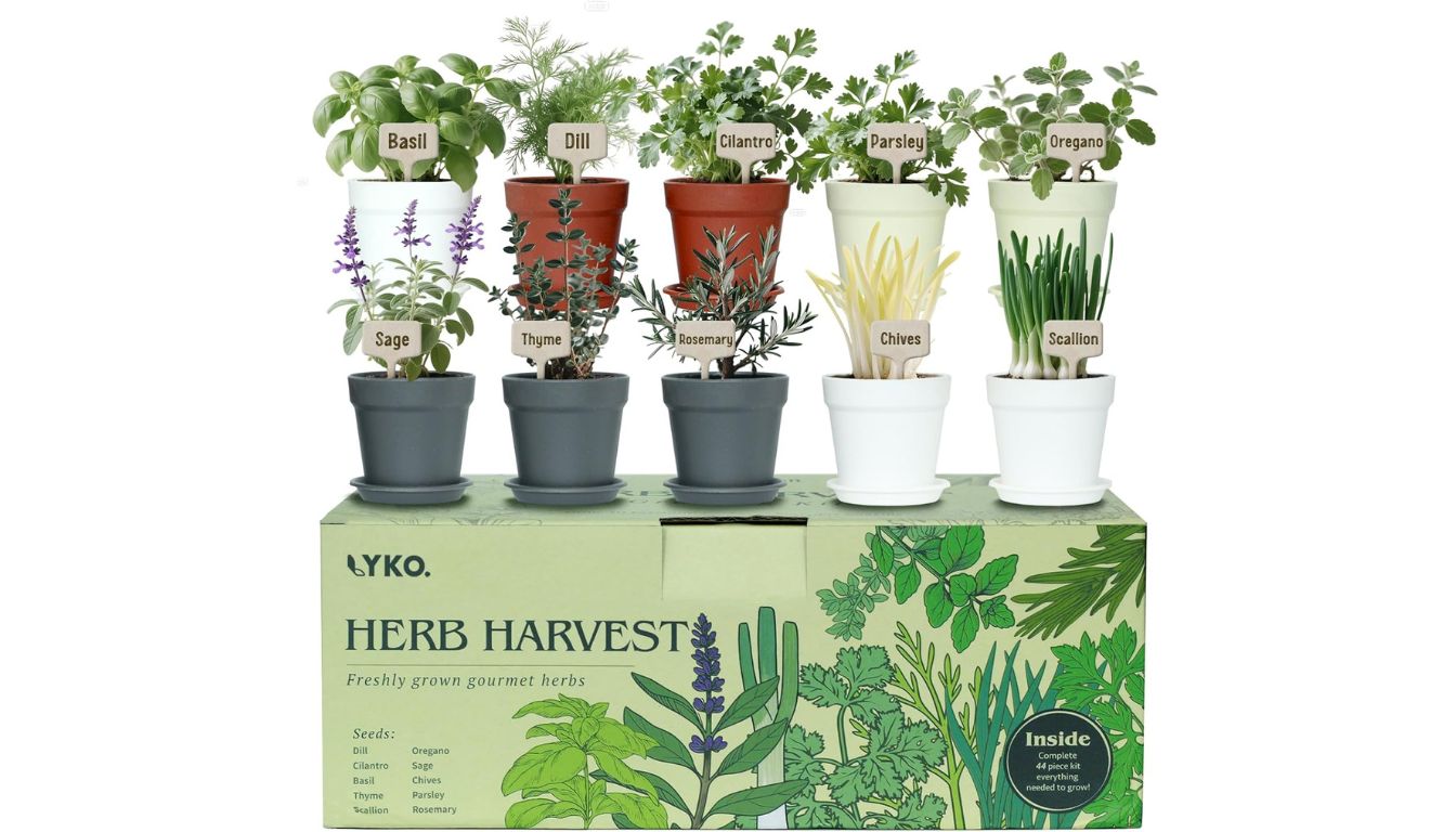 LYKO Herb Harvest indoor garden kit with 12 labeled potted herbs including basil, rosemary, and thyme, displayed on top of a decorative box.