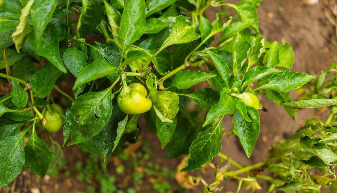 Close-up of a healthy pepper plant with green bell peppers and water droplets on leaves and soil.
