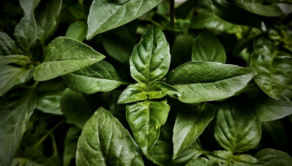 Close-up of vibrant green basil leaves with smooth texture and visible veins under natural light.