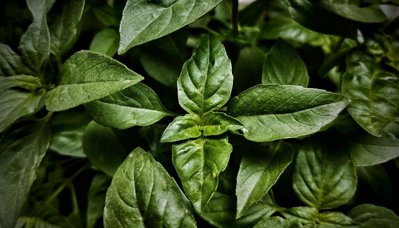 Close-up of vibrant green basil leaves with smooth texture and visible veins under natural light.