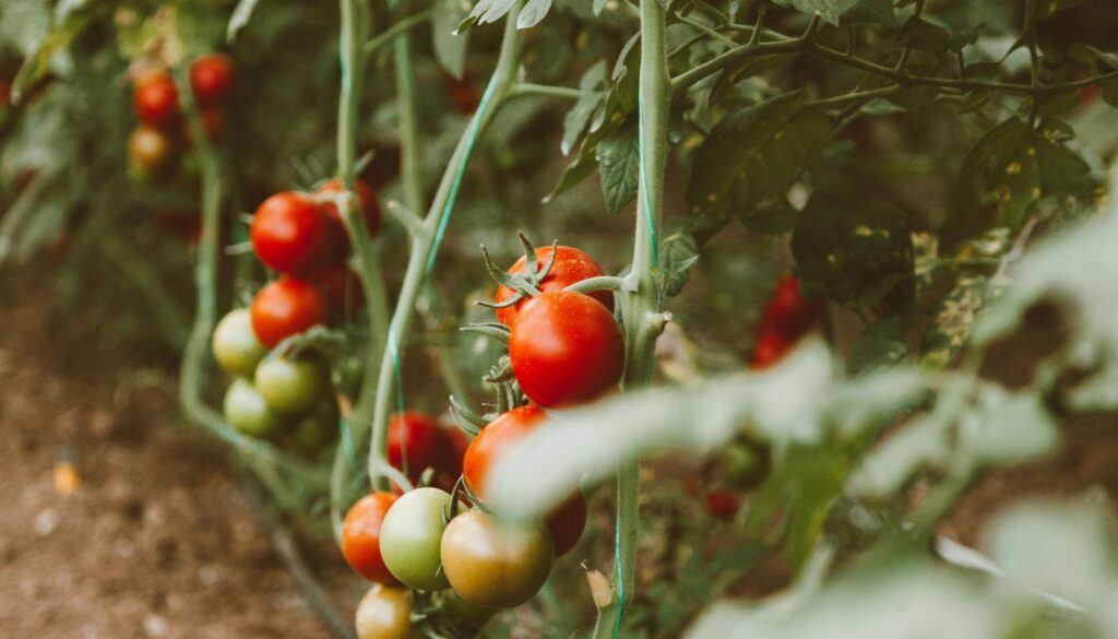 Tomato plants growing on vines with ripe and unripe fruit, supported by stakes in garden soil.