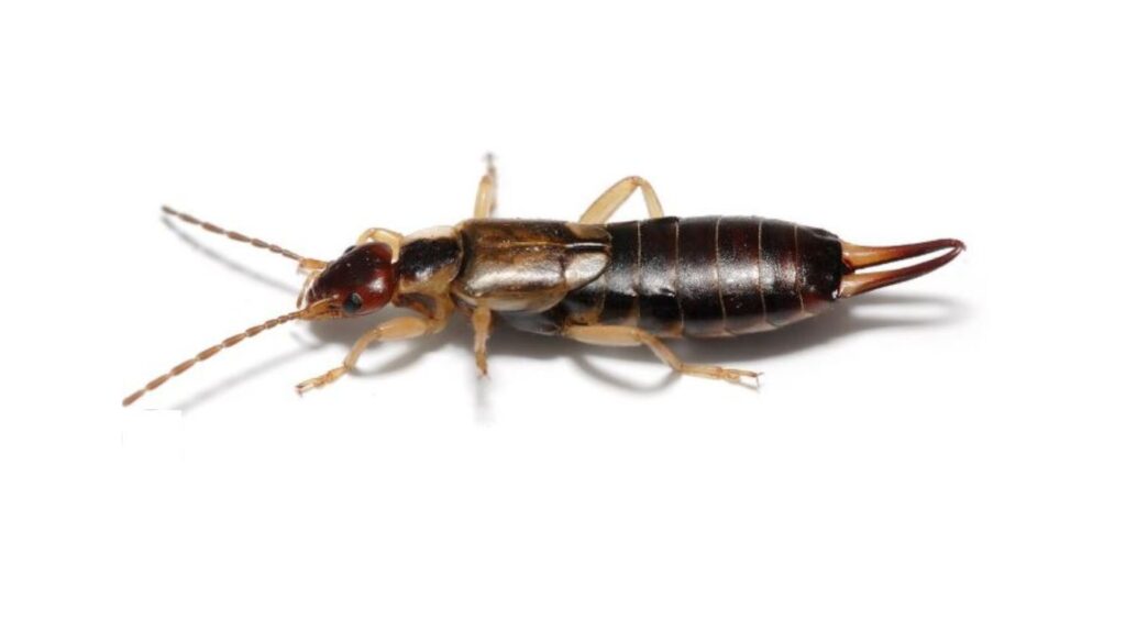 Close-up of an earwig insect showing its pincers and segmented body, used to illustrate bite treatment and identification.