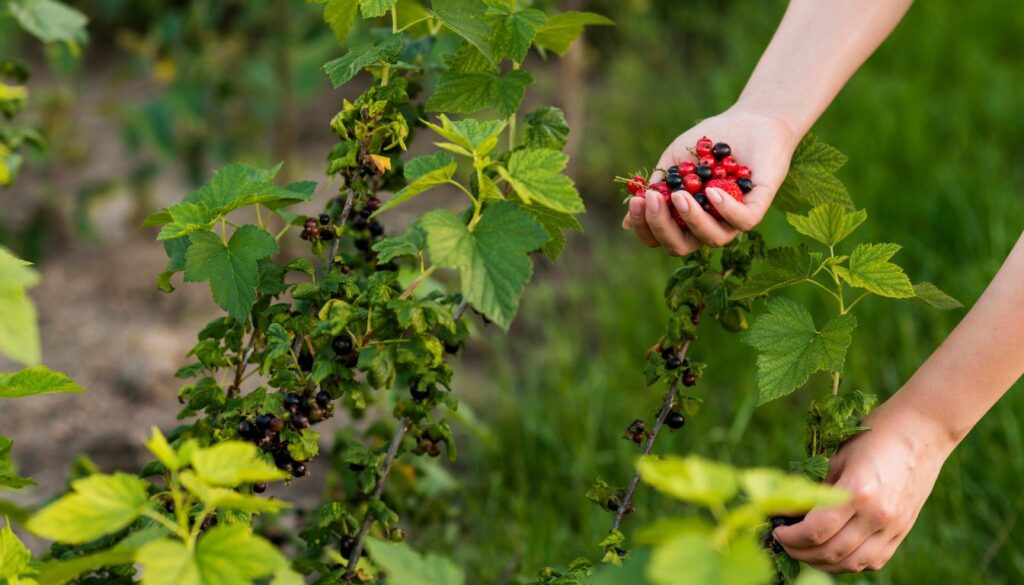 Person harvesting ripe red and black berries from a bush in a shaded garden.