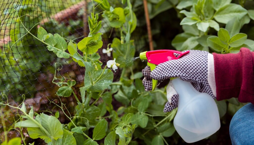 Hydrogen Peroxide Soil Drench