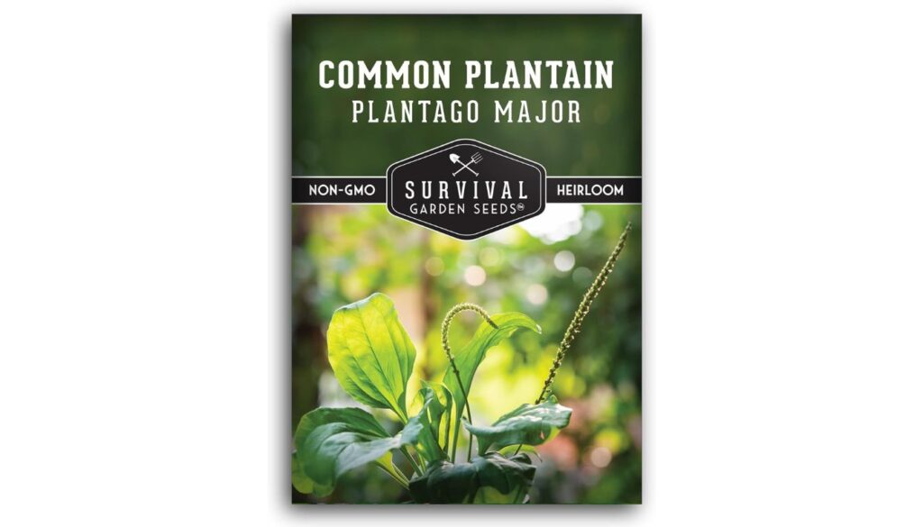Survival Garden Seeds common plantain seed packet with heirloom, non-GMO label and green Plantago major leaves