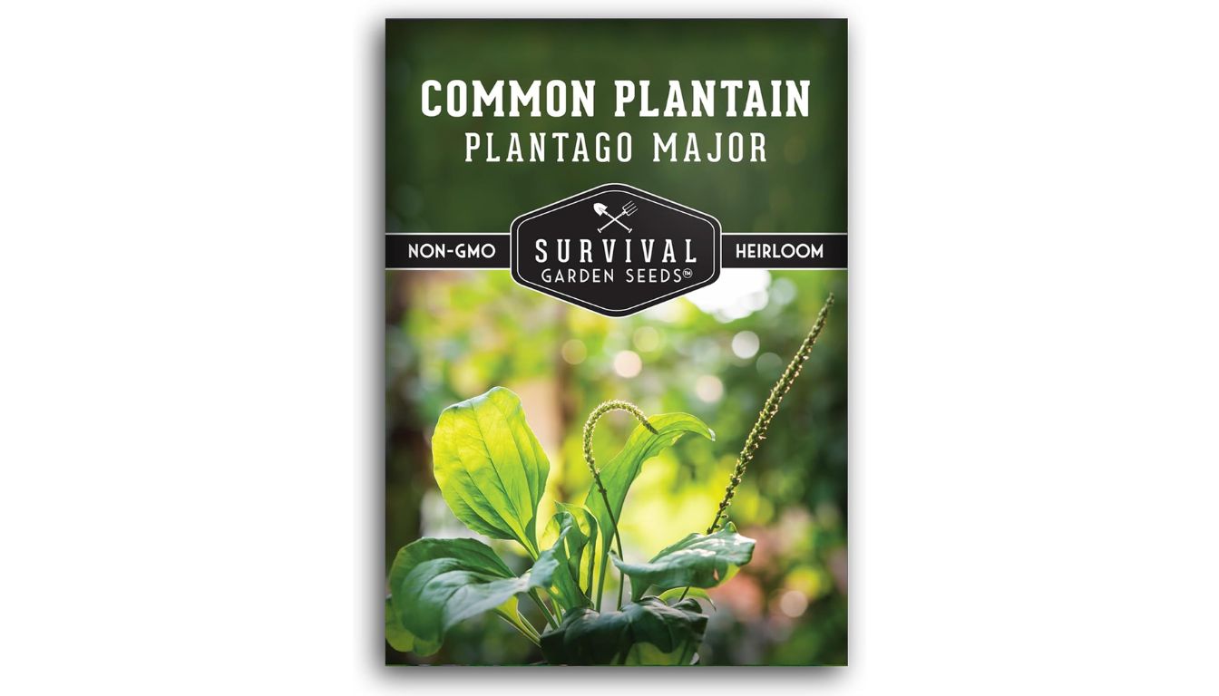 Survival Garden Seeds common plantain seed packet with heirloom, non-GMO label and green Plantago major leaves