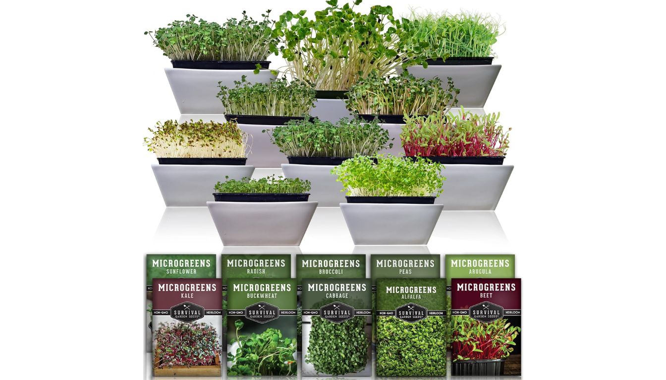 Tiered trays of colorful microgreens with labeled Survival Garden Seeds packets