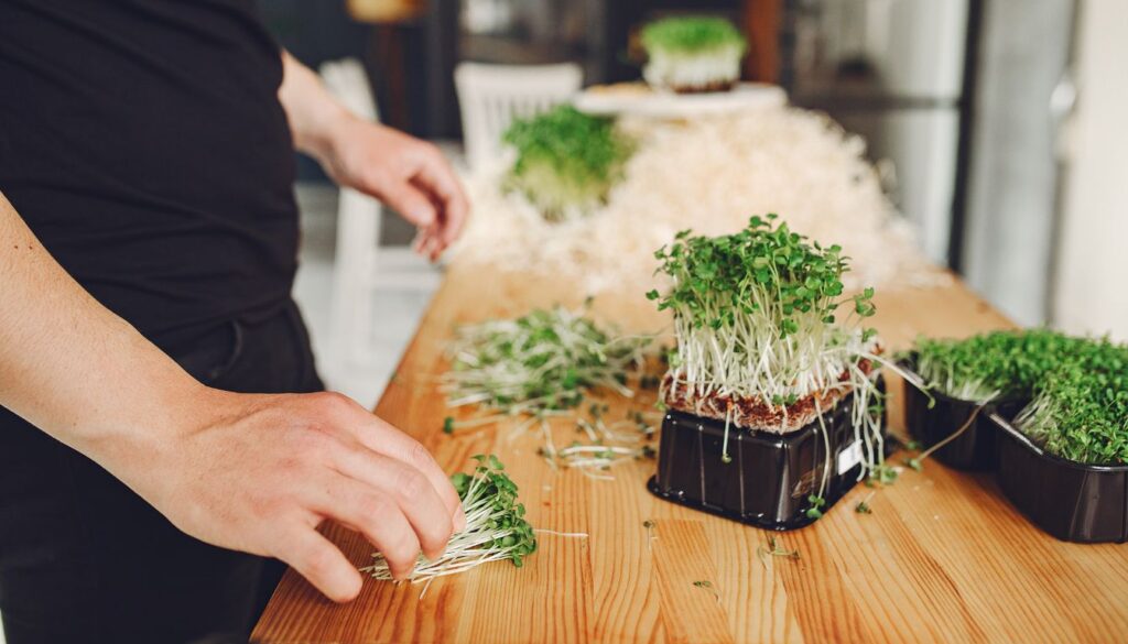 Person harvesting microgreens from trays on a wooden table in an indoor setting.