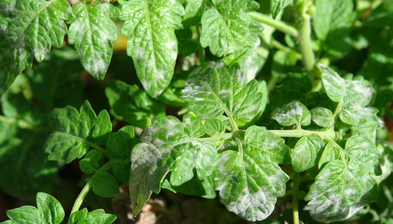 A close-up view of green, healthy tomato leaves glistening with dew.
