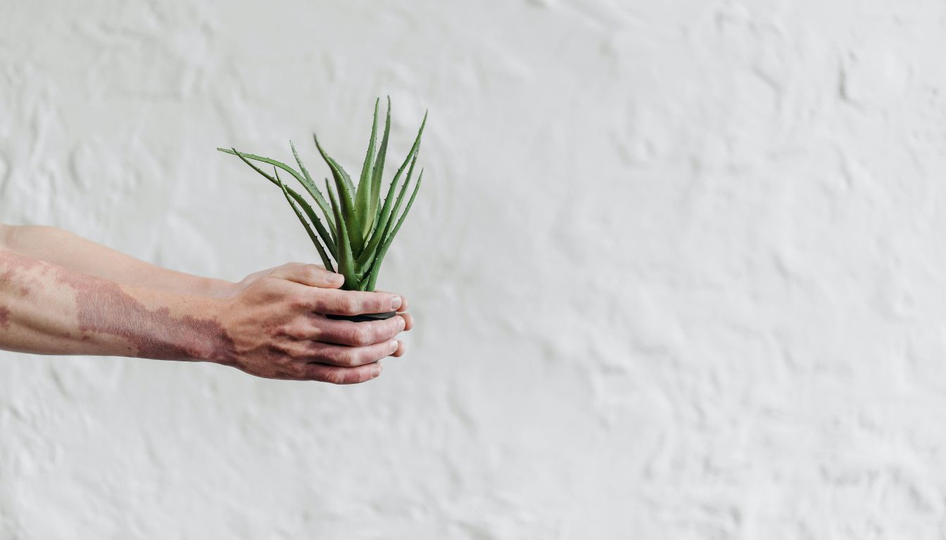 Hand holding a small potted aloe vera plant with long green leaves against a textured white wall.