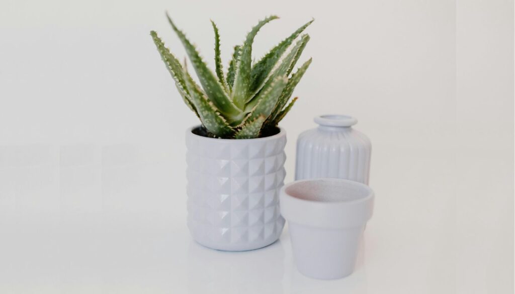 How to Transplant Aloe Vera